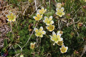 saxifraga bryoides (8)